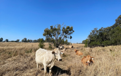 A Legacy Continues: Spring Creek Welcomes World Champion Bull