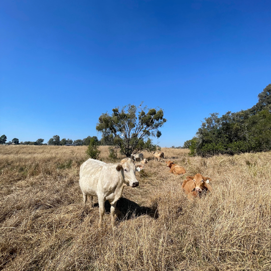 A Legacy Continues: Spring Creek Welcomes World Champion Bull